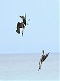 Blue-footed Booby